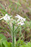 Texas bullnettle